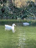 Swimming Ducks in Stow Lake
