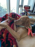 Cozying Up With My Hounds