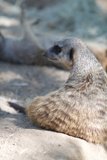 Meerkat on the Rock