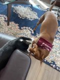 Furry Friends at Home