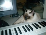 Keyboard Cat Nap