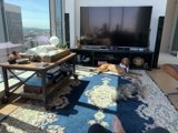 Furry Companions and Entertainment