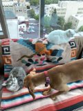 Furry Friends on the Couch