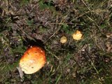 Red-Spotted Amanita Mushroom in Santa Fe