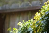 November Nectar Collector: The Dance of a Bee on Yellow Blooms