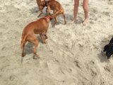 Canine Companions on the Coast