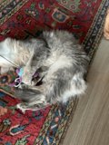 Cozy Home Decor with Feline Accessories