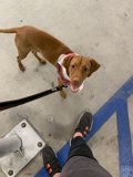 A Brown Dog and Its Owner on a Leash