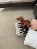Comfy Canine on Cushion