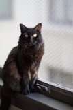 Purrfectly Poised