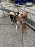 Playful Pups