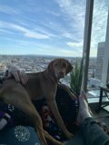 Lap Dog with Building cityscape