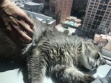 Urban Feline Bonding
