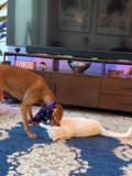 Furry Friends at Play