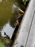 Pondside Serenity