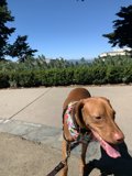 Colorful Canine on a Stroll