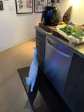 Feline in the Kitchen