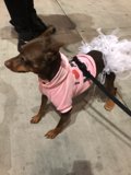 Tutu-wearing Dog Struts with Style