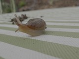 Garden Snail Gliding on Weathered Wooden Surface