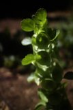 Verdant Delight
