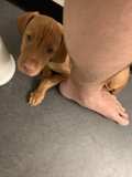 Furry Companion at Your Feet