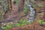 Serenity in the Woods