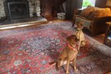 Canine Comfort