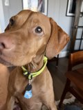 Canine Companion with Collar