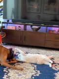 Furry Friends at Play