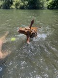 Splashin' and Dashin' with Vizsla