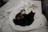 Double Trouble on the Bed
