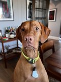 Canine Companion in a Wood-Framed Room