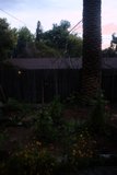 Majestic Palm Tree in Backyard Oasis