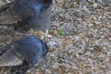 Turkeys Among the Leaves