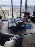 Cozy Living Room with Feline Friends