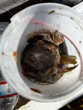 A Bucketful of Gulf of Farallones Catch