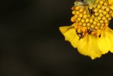 Ladybug Amongst the Pollen on a Yellow Flower