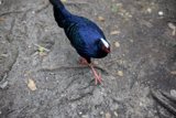 Vibrant Vignette: The Red-Beaked Blue Bird