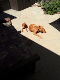 Relaxing on the Flagstone Patio