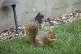 Fox Squirrel Eating on Suburban Lawn During Christmas Season