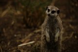 Alert Meerkat at Oakland Zoo