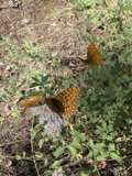 Fluttering Among the Wild Herbs