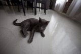 Resting on the Hardwood Floor