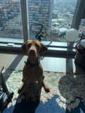 Hound at Home
