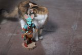 Feline Fun