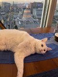 City Cat Nap