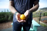 A Man and His Citrus Treasure