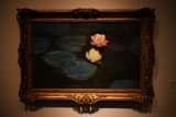 Golden Water Lilies
