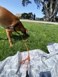 Canine Exploration