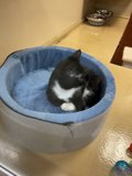 Cozy Cat